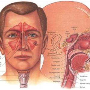 Chronic Sinusitis Management - Use A Sinus Infection Treatment That Suits You Best