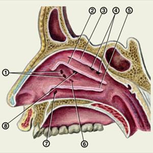 Nasal Congestion Sinusitis - Facts About Sinusitis